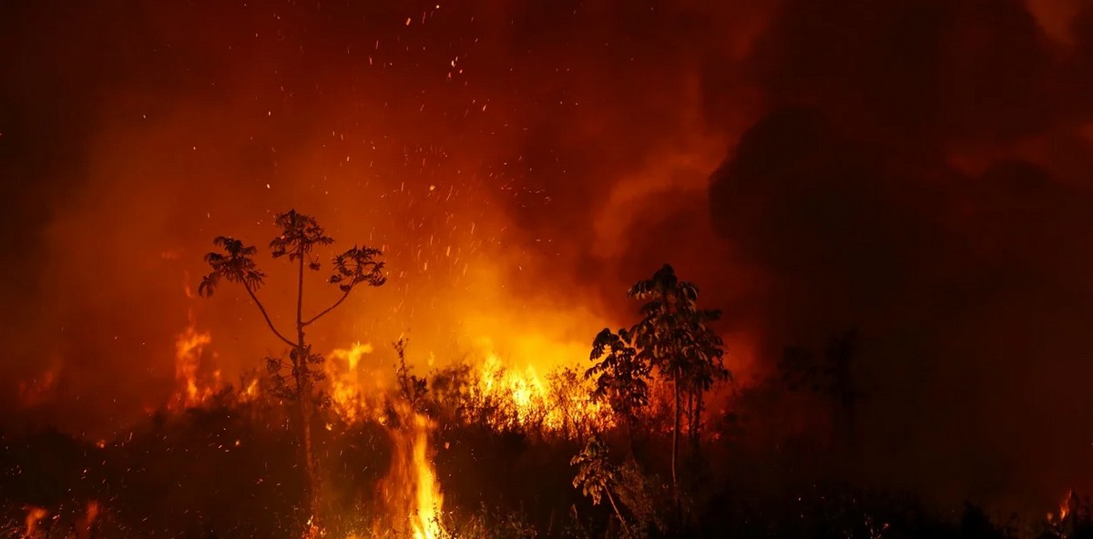 Как пожары в Пантанале разрушают среду обитания редких видов животных