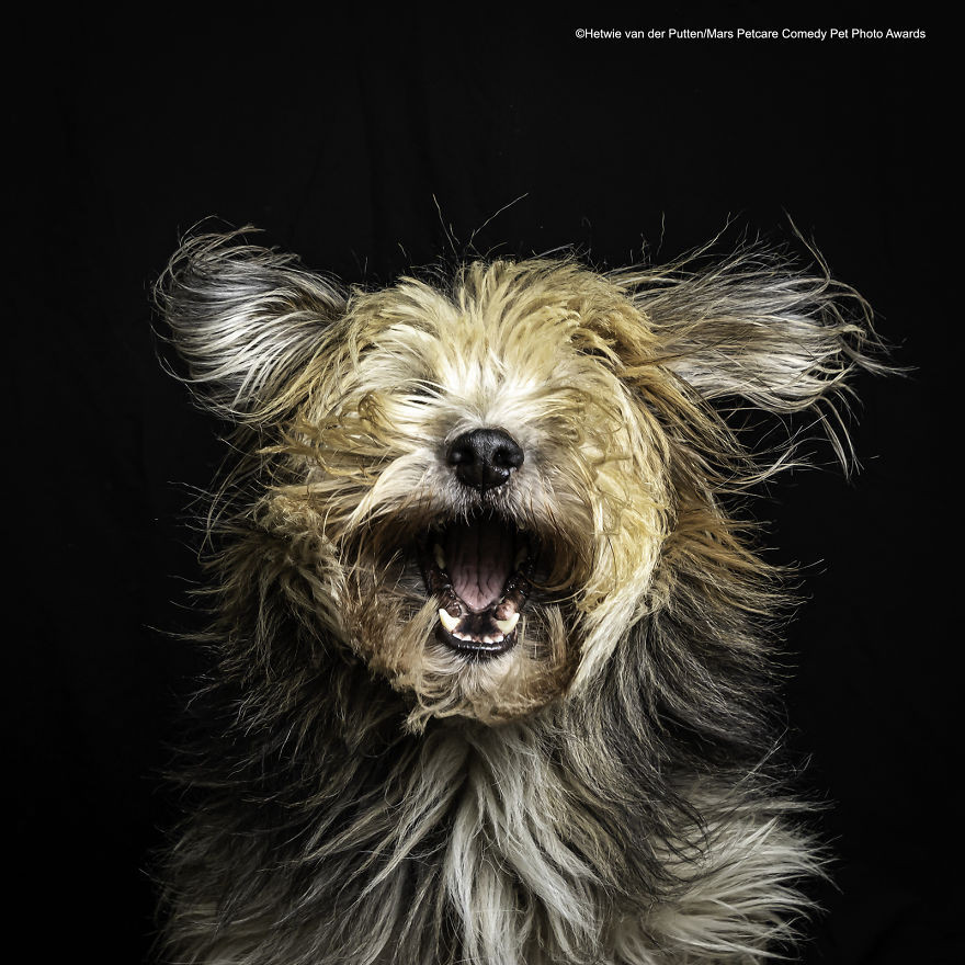 Работы финалистов конкурса на самую смешную фотографию с домашним животным 2020
