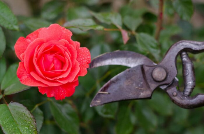 Советы профессионалов по обрезанию роз в саду