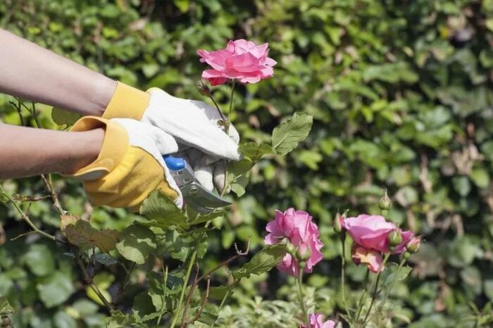 Советы профессионалов по обрезанию роз в саду