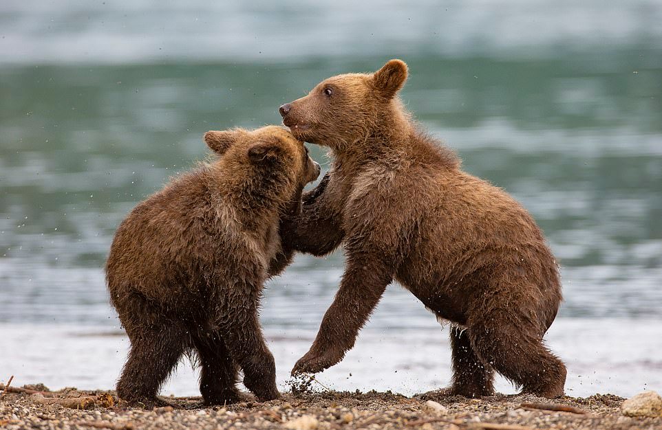 Схватка двух медвежат на Камчатке