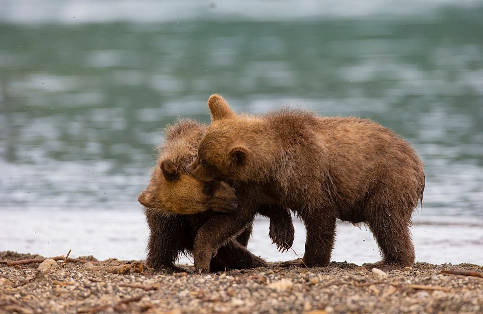 Схватка двух медвежат на Камчатке