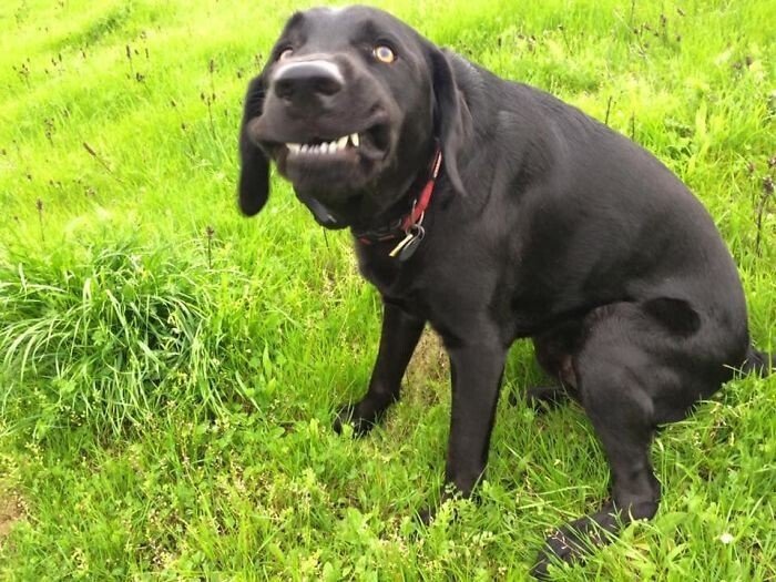 Забавные неудачные снимки собак, которые не должны были попасть в сеть