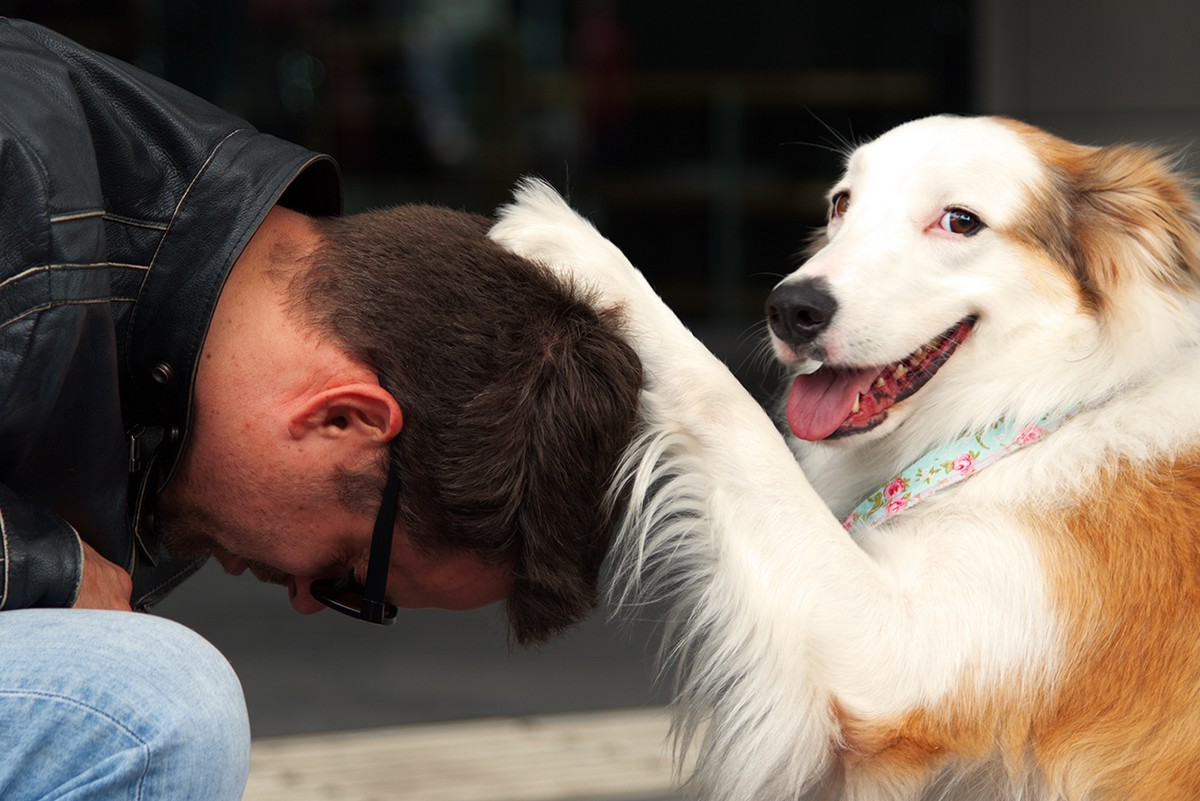 Финалисты фотоконкурса домашних животных Comedy Pet Photography Awards 2020