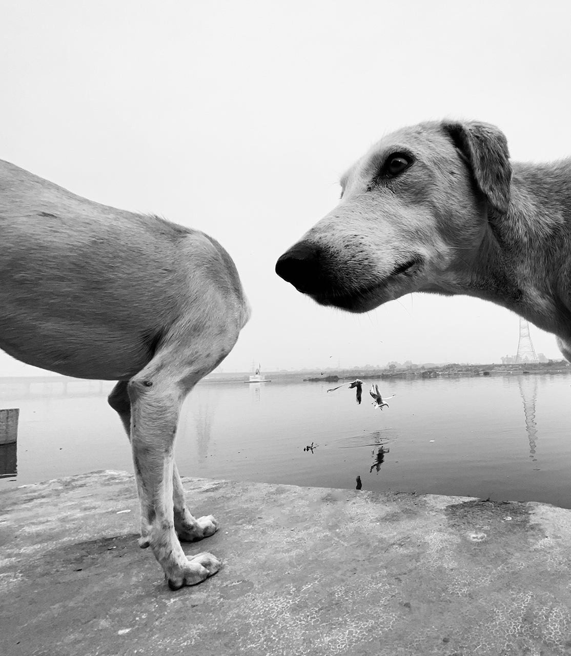 Финалисты фотоконкурса домашних животных Comedy Pet Photography Awards 2020