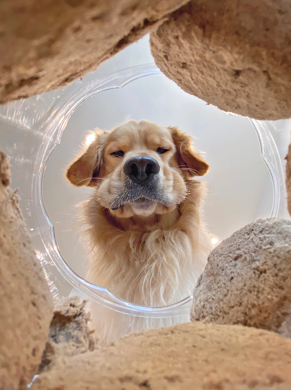 Финалисты фотоконкурса домашних животных Comedy Pet Photography Awards 2020 Животные