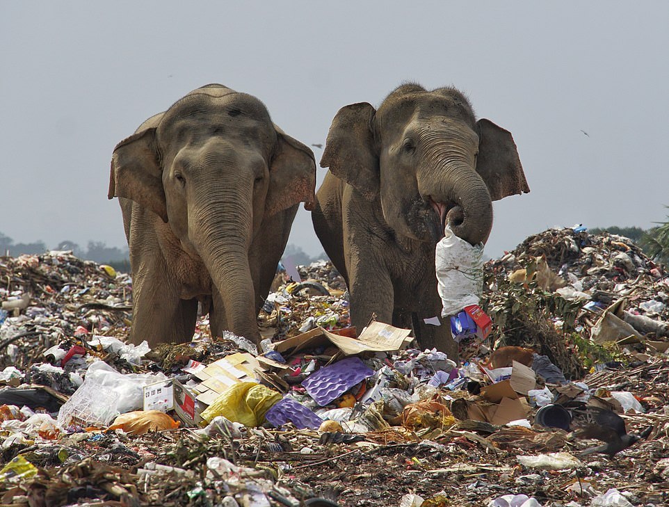 Стадо слонов ело мусор на свалке в Шри-Ланке