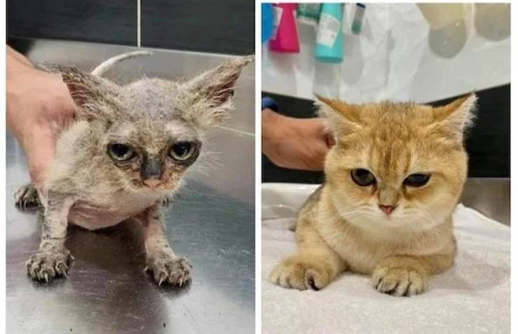 Животные до и после того, как добрые люди подарили новый дом