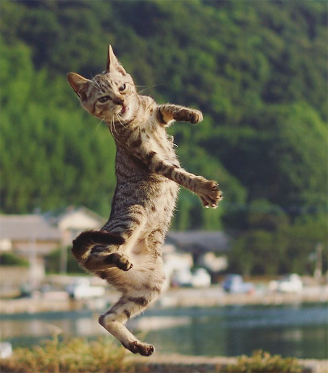Снимки котиков-ниндзя от японца Хисаката Хироюки