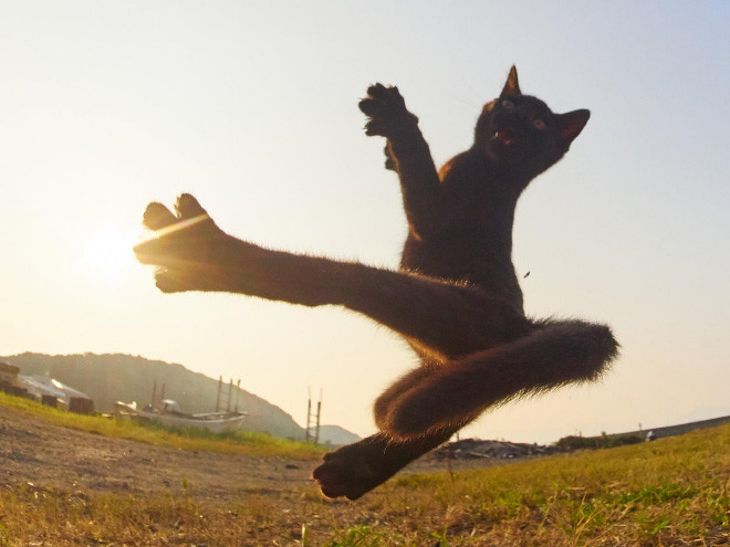 Снимки котиков-ниндзя от японца Хисаката Хироюки