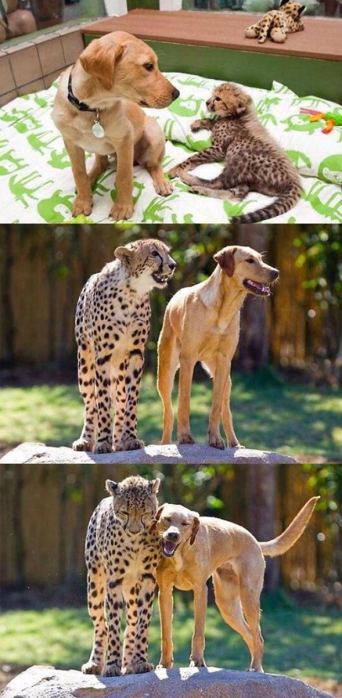 Дружба между разными животными на снимках