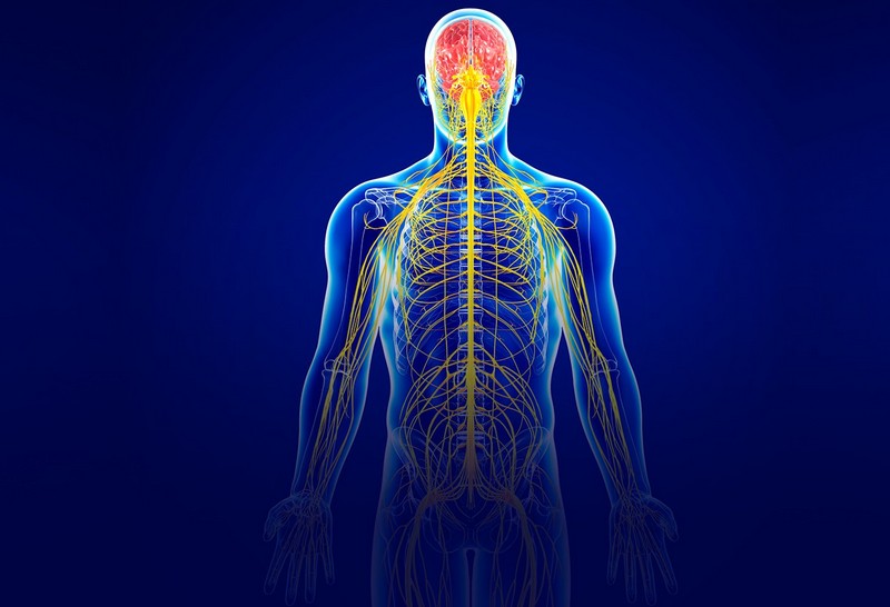 Удивительные факты о нервной системе человека