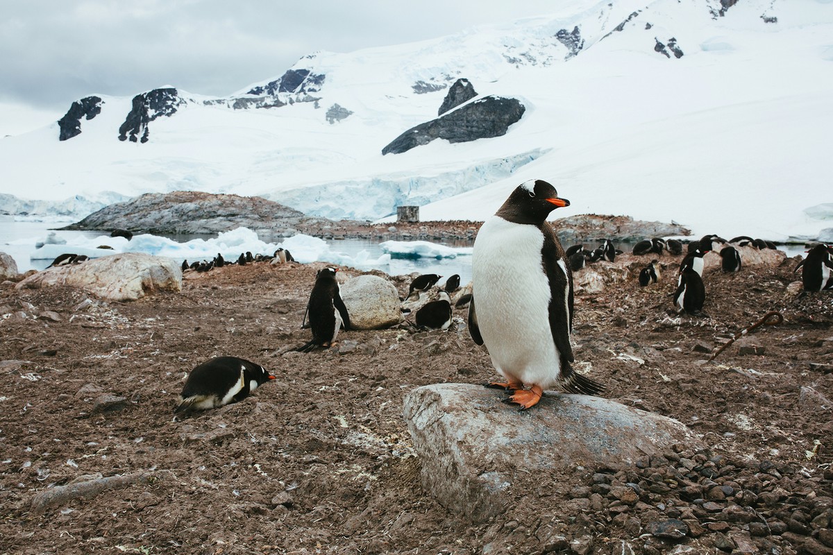 Путешествия по Антарктике и Арктике на снимках Джона Бозинова