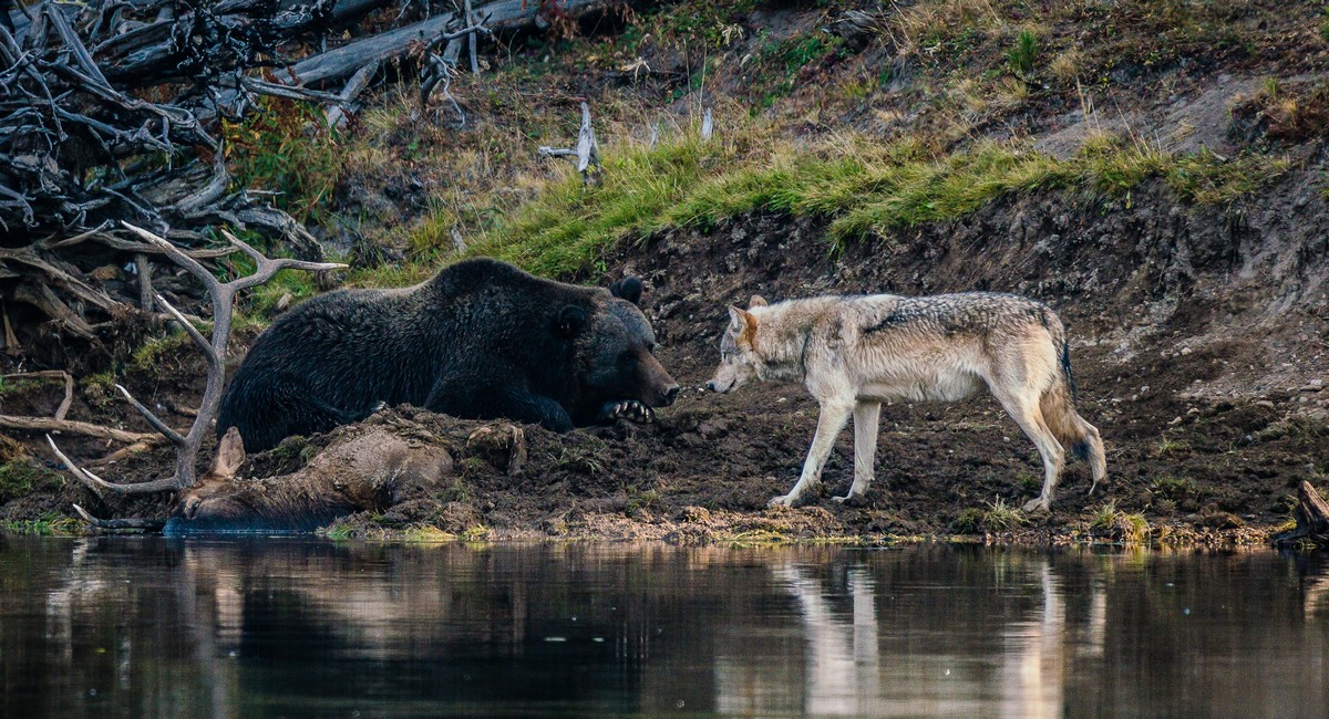 Голодный волк хотел утащить добычу у медведя