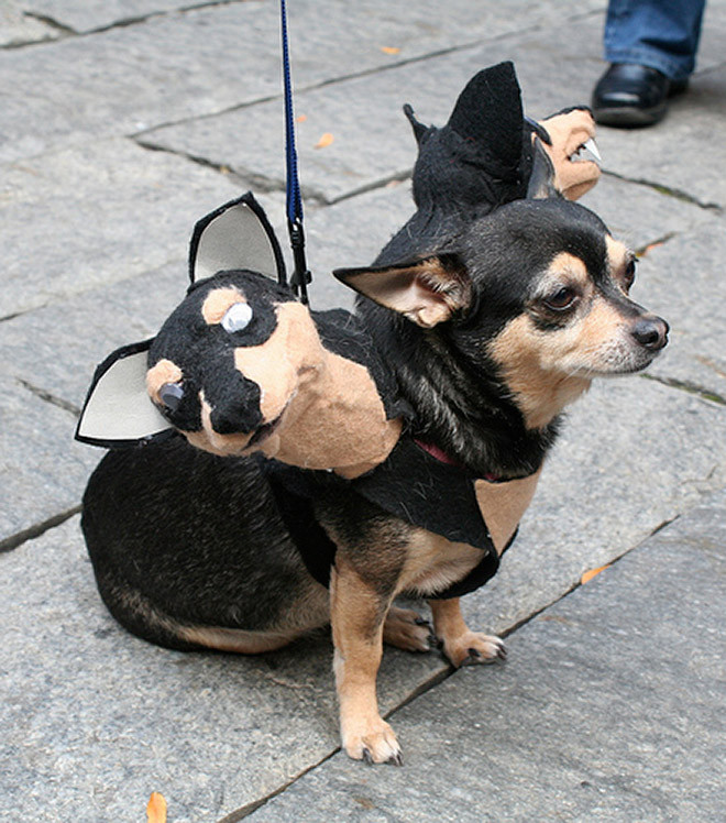 Церберы — костюмы для собак на Хэллоуин