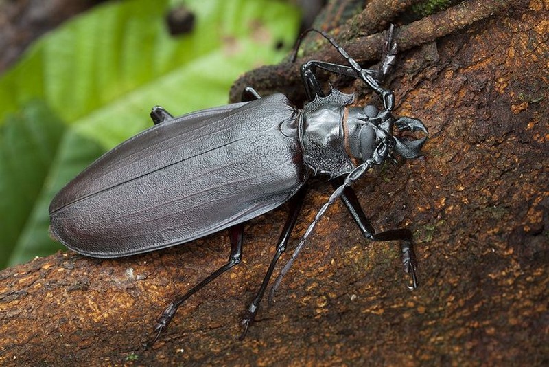 Самые большие среди насекомые в мире Животные