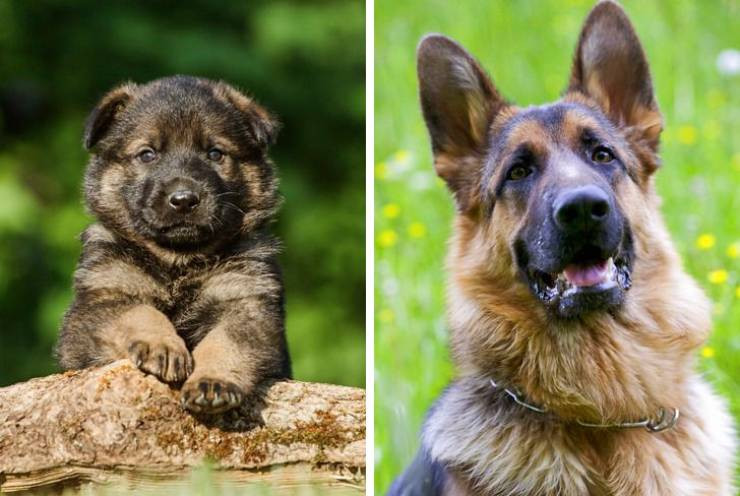 Как выглядят собаки и щенки разных пород