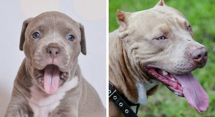Как выглядят собаки и щенки разных пород