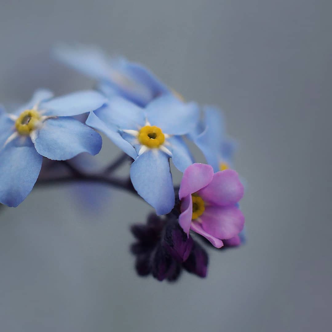 Красота цветов на снимках от Рэнди Нюстрём