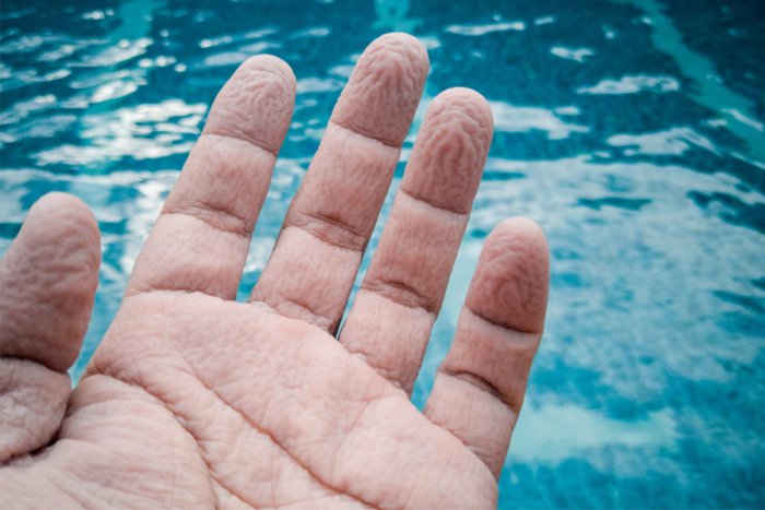 Почему от воды морщится кожа пальцев?
