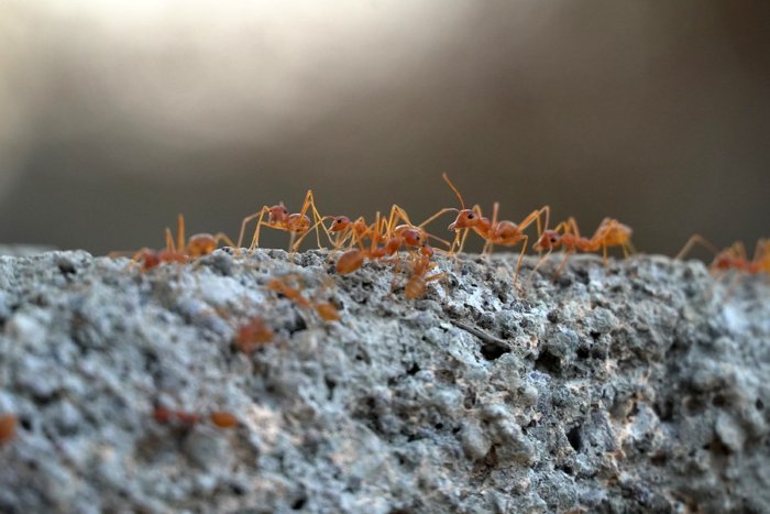 Почему муравьи настолько сильные?
