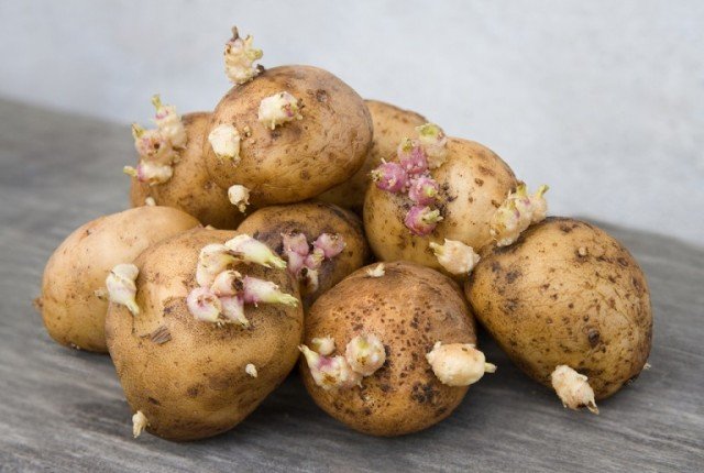 Может ли быть проросший картофель опасен для человека?