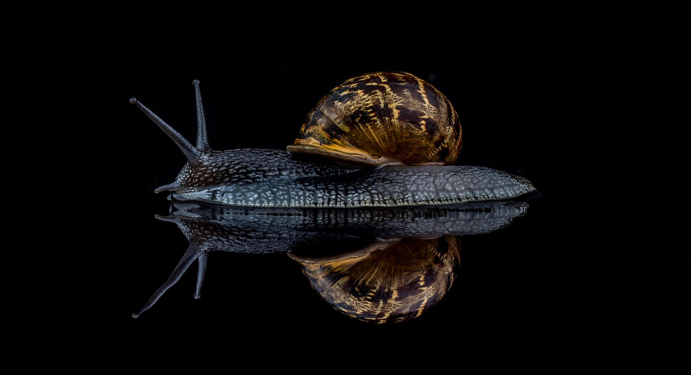 Победители фотоконкурса жуков Luminar Bug Photographer 2020 Животные