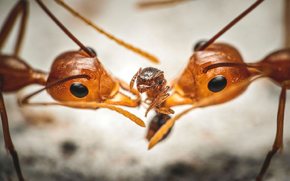Победители фотоконкурса жуков Luminar Bug Photographer 2020 Животные