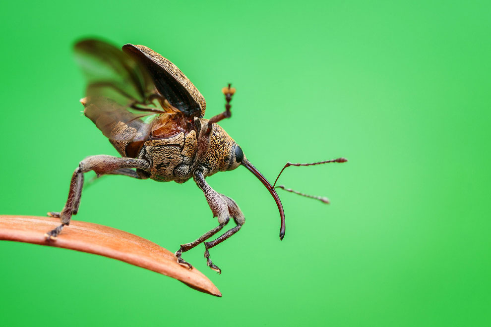 Победители фотоконкурса жуков Luminar Bug Photographer 2020