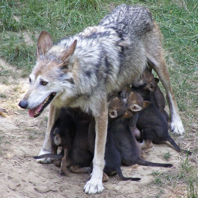 Мамы с детёнышами из мира животных