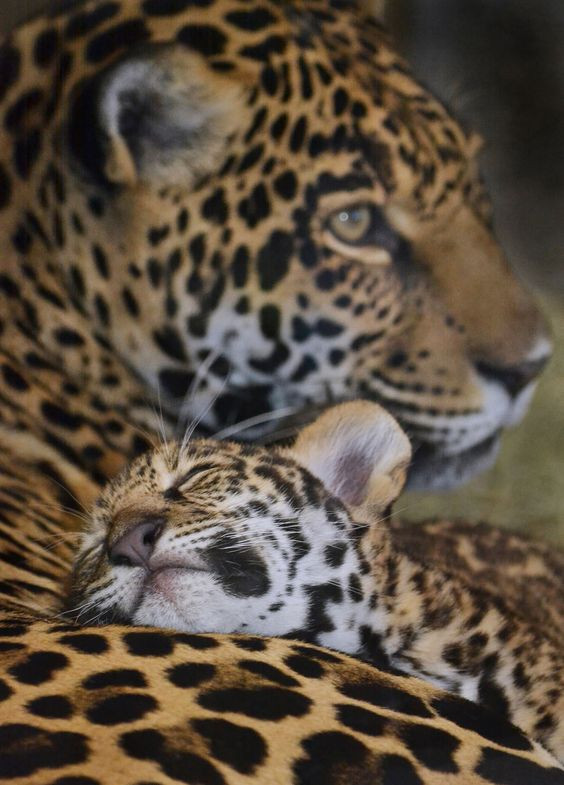 Мамы с детёнышами из мира животных