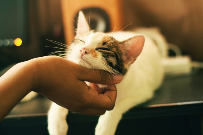 Бывает ли у котиков аллергия на людей?