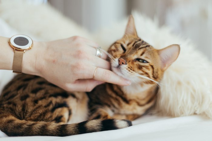 Бывает ли у котиков аллергия на людей?