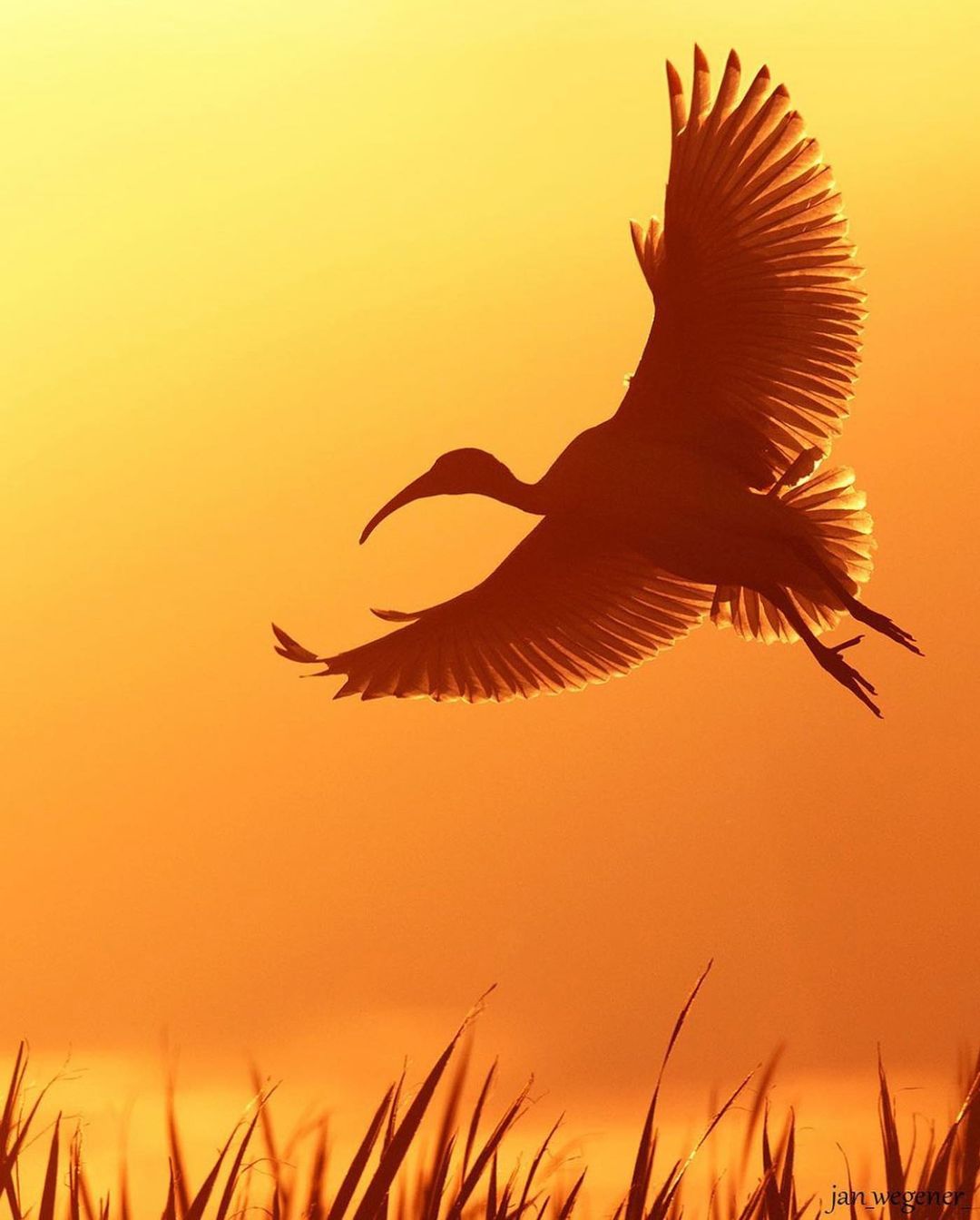 Красота разных птиц на снимках Яна Вегенера