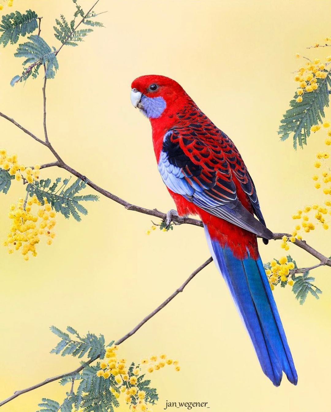 Красота разных птиц на снимках Яна Вегенера