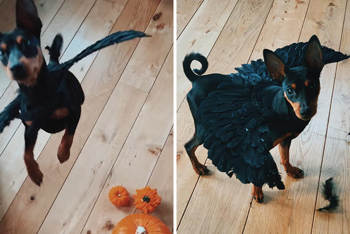Креативные и симпатичные хэллоуинские костюмы для животных