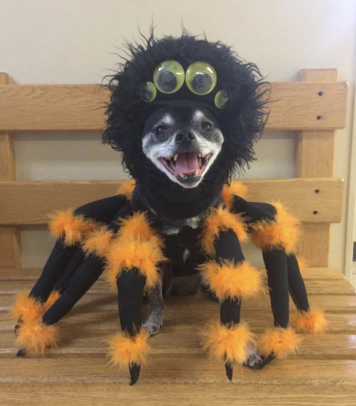 Креативные и симпатичные хэллоуинские костюмы для животных