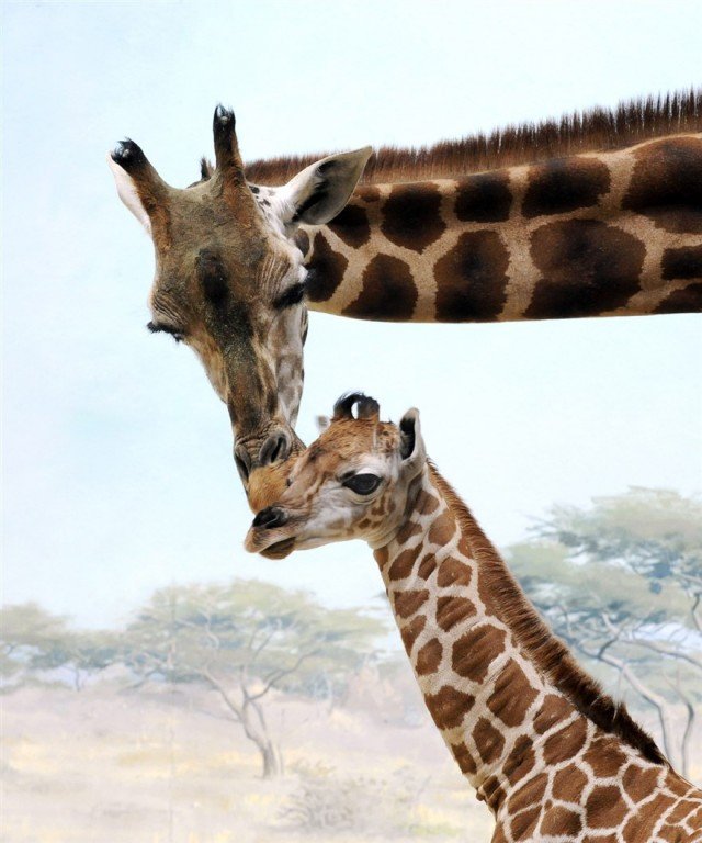 Мамы с детёнышами из животного мира