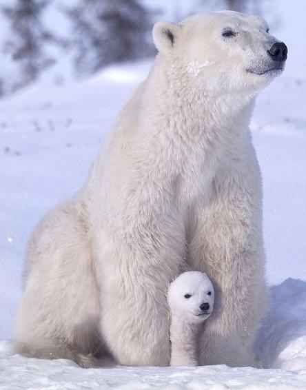 Мамы с детёнышами из животного мира