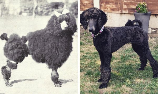 Популярные породы собак 100 лет назад на снимках