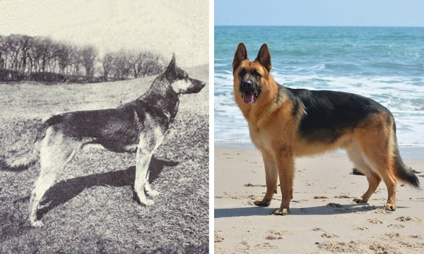 Популярные породы собак 100 лет назад на снимках