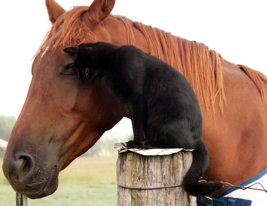 Кошка и лошадь которые уже 7 лет являются лучшими друзьями
