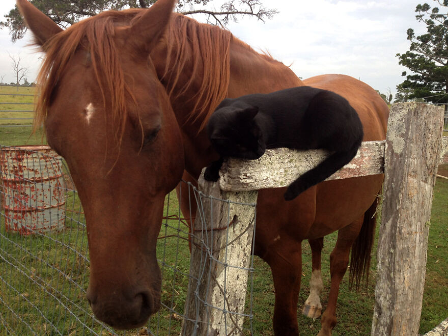Кошка и лошадь которые уже 7 лет являются лучшими друзьями