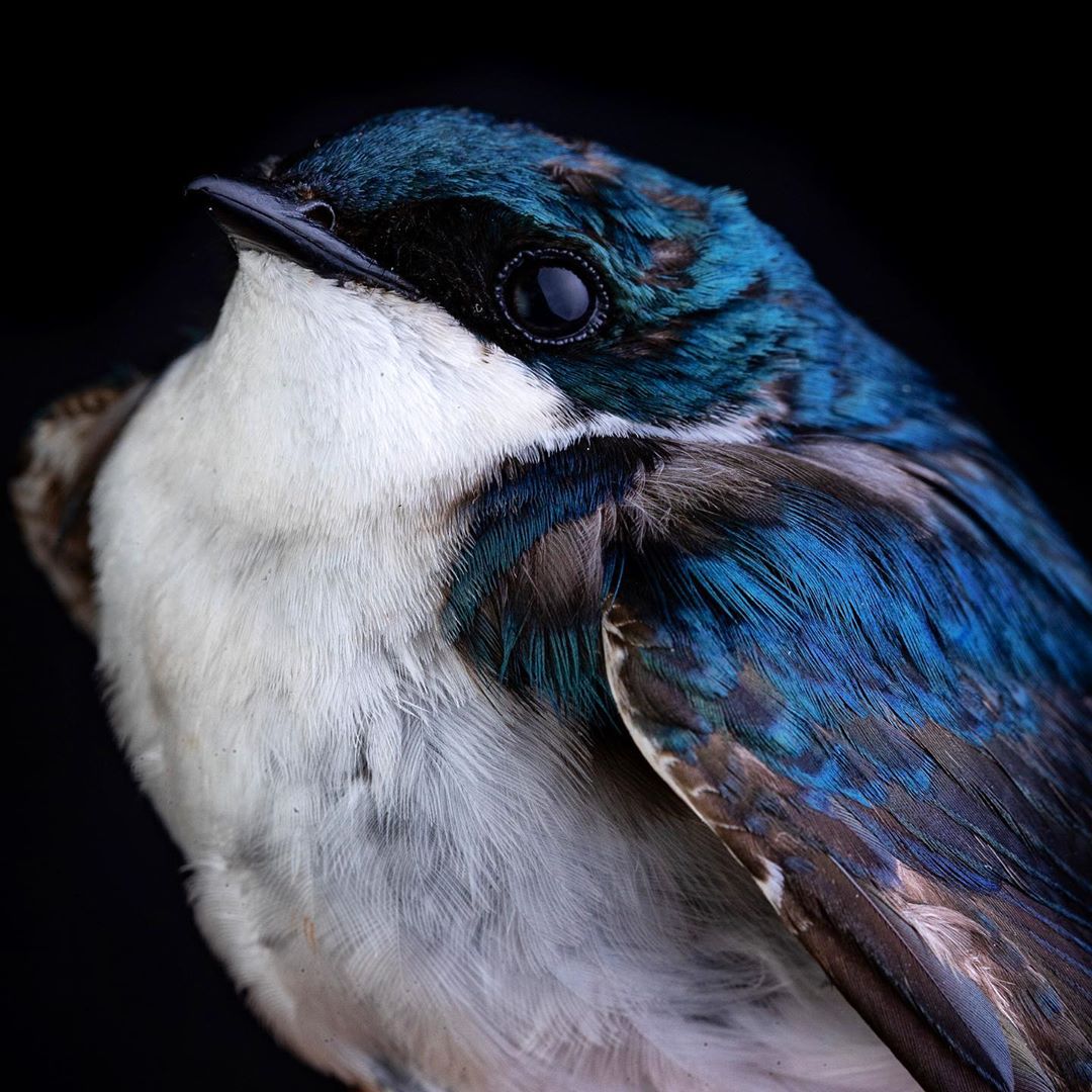 Красота птиц на снимках Шона Грассера Животные