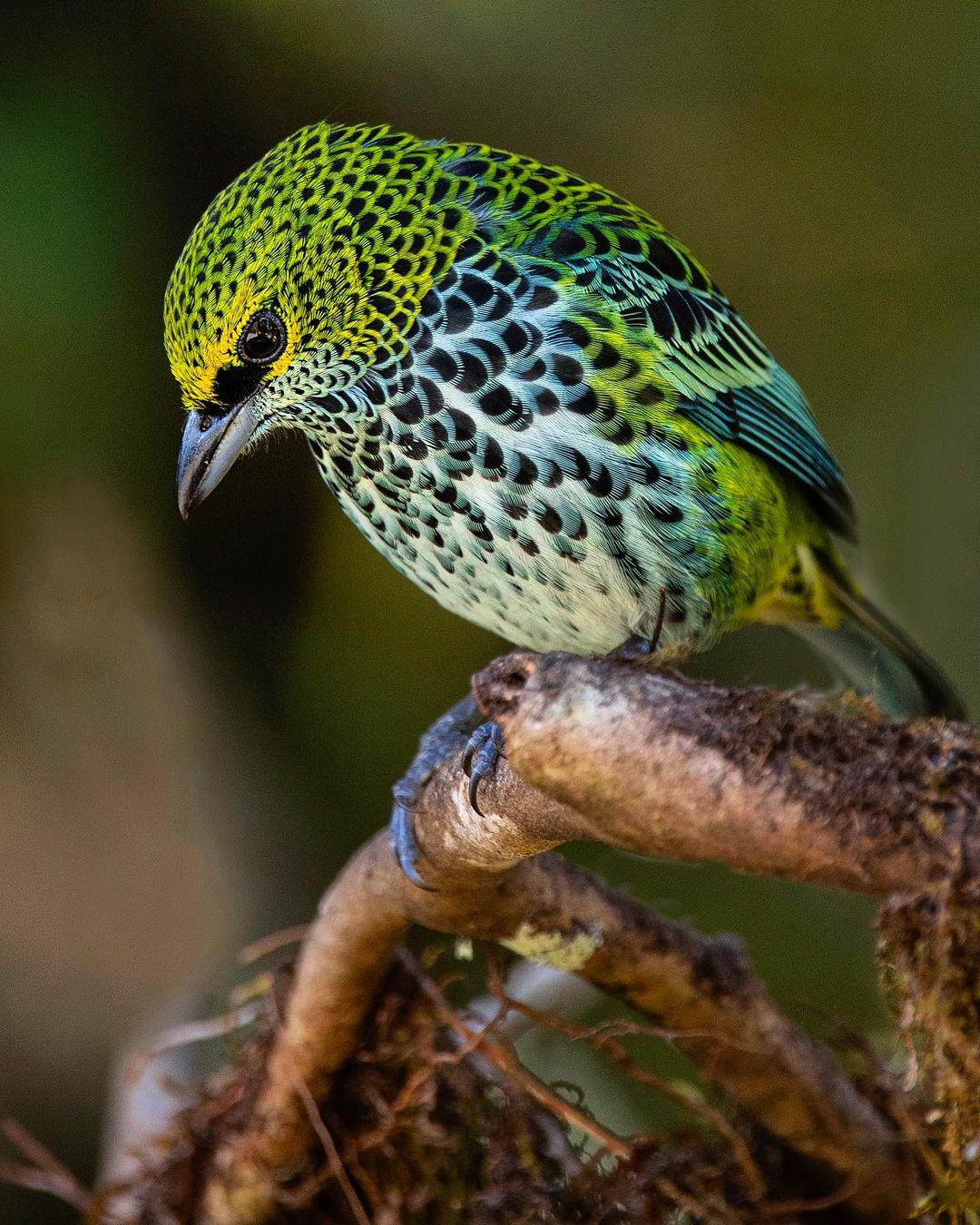 Красота птиц на снимках Шона Грассера Животные
