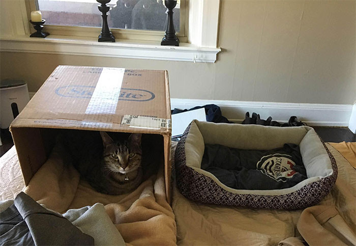 Котики и их сильная любовь к картонным коробкам