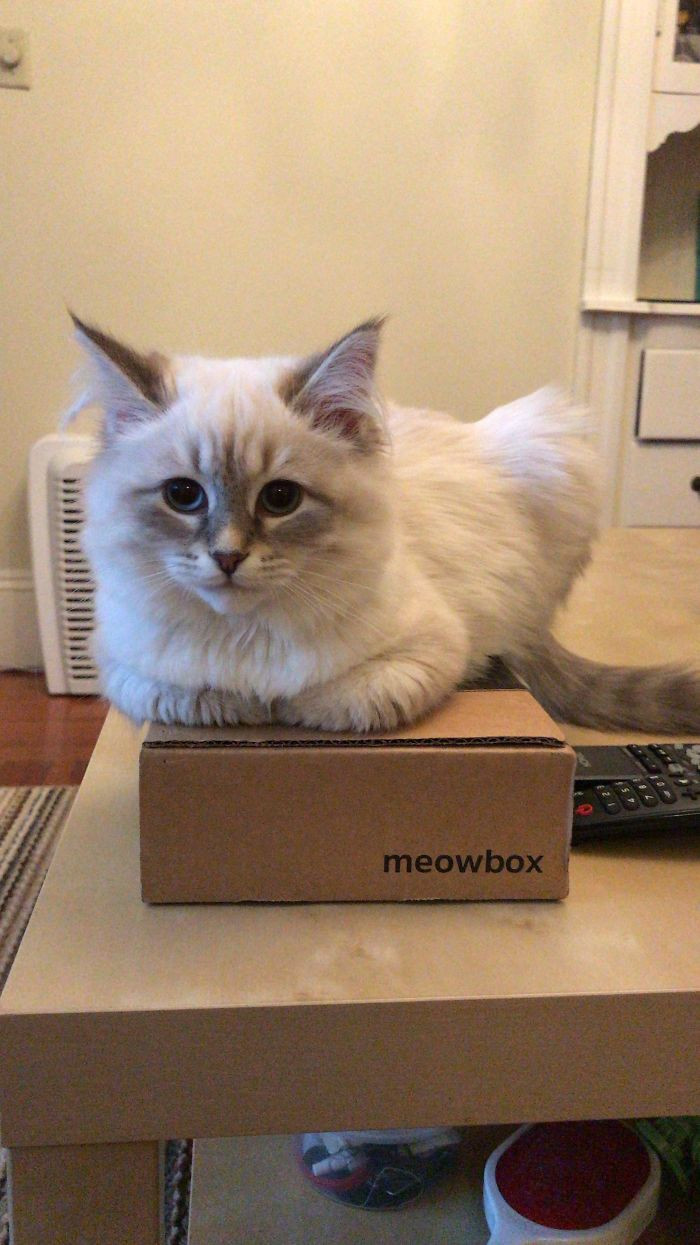 Котики и их сильная любовь к картонным коробкам
