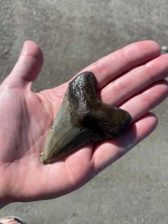 Пара на пляже нашла огромный зуб морского монстра из далекого прошлого