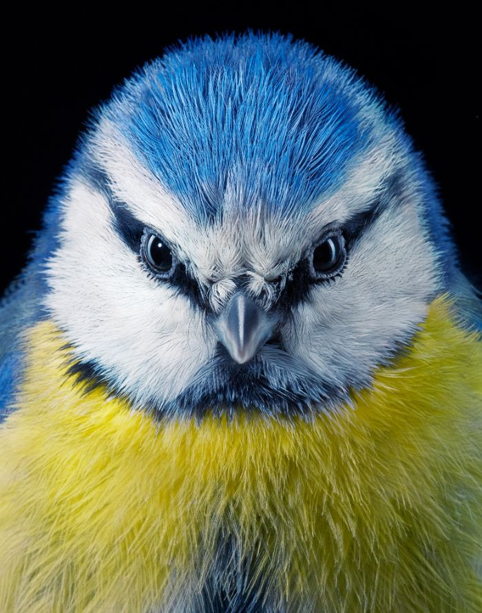 Яркие портреты птиц от фотографа Тима Флэка
