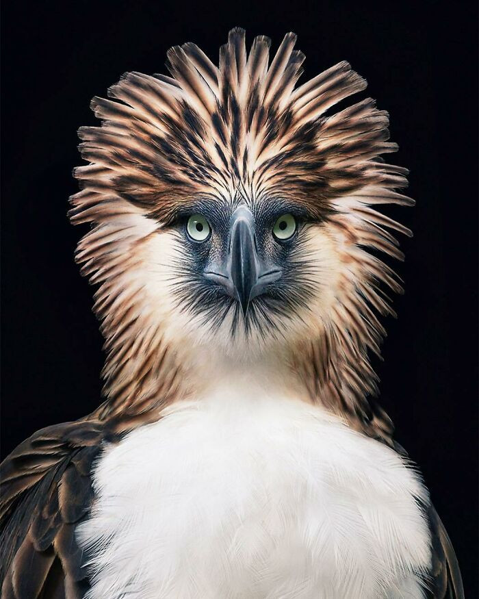 Яркие портреты птиц от фотографа Тима Флэка